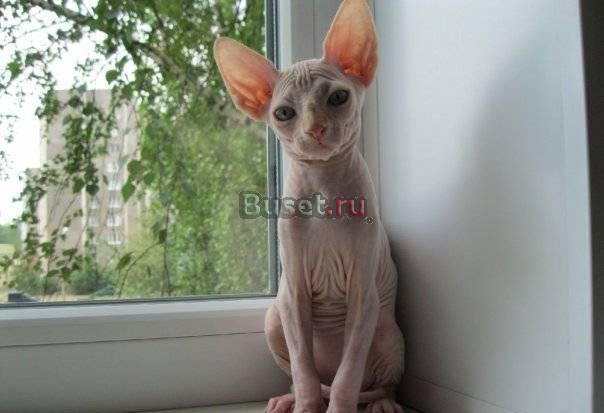 Голубоглазый котёнок канадского сфинкса Воронеж