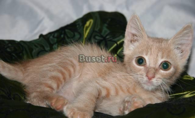 Котенок 2 месяца в дар Москва