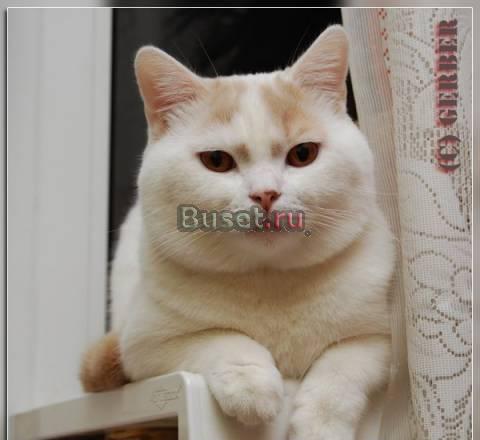 Британский кот Брянск