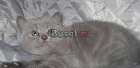 Шотландские котята Москва