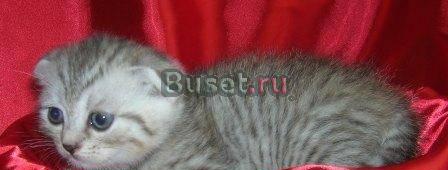 Шотландские вислоухие котики Москва