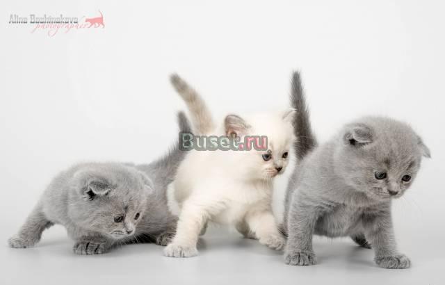 Бриташки и вислоушки Москва