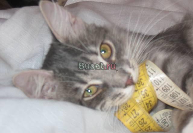 Отдаю котят в хорошие руки Москва