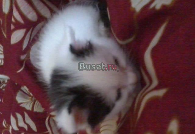 Отдам котенка в хорошие руки Хабаровск