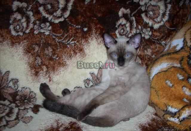 Кот Мартин приглашает тайских кошечек на вязку Санкт-Петербург