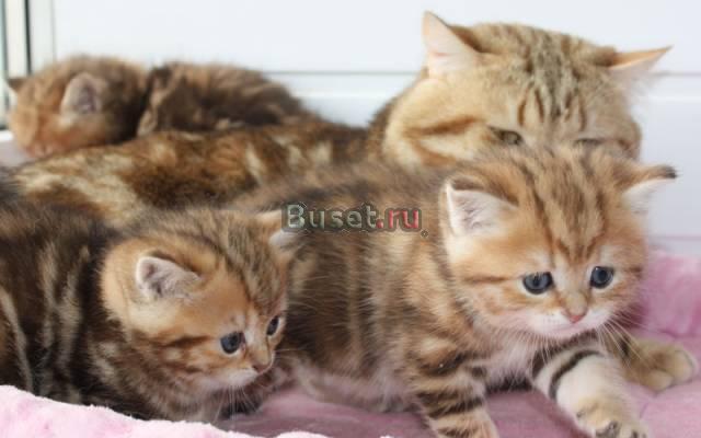 Золотые мраморные котята Москва