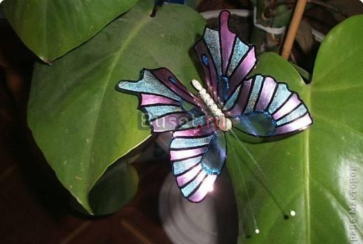 Бабочки Новосибирск