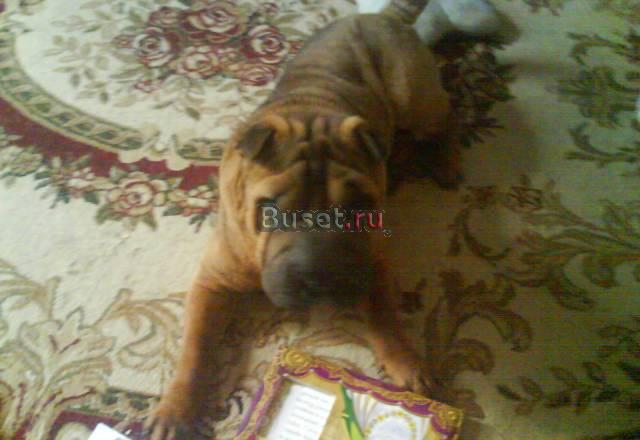 Отдам в хорошие руки Москва