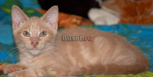 Котенок редкого окраса в хорошие руки Санкт-Петербург