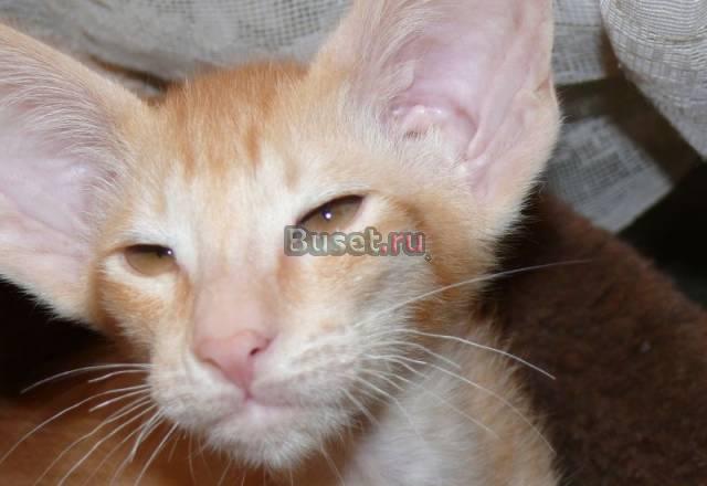 Ориентальные котята Новосибирск