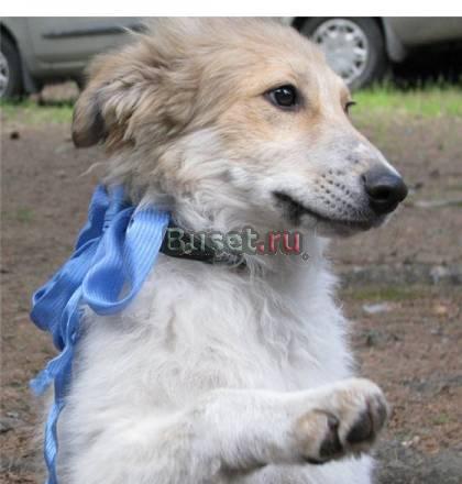 Щенок колли. подросток 5 мес Санкт-Петербург