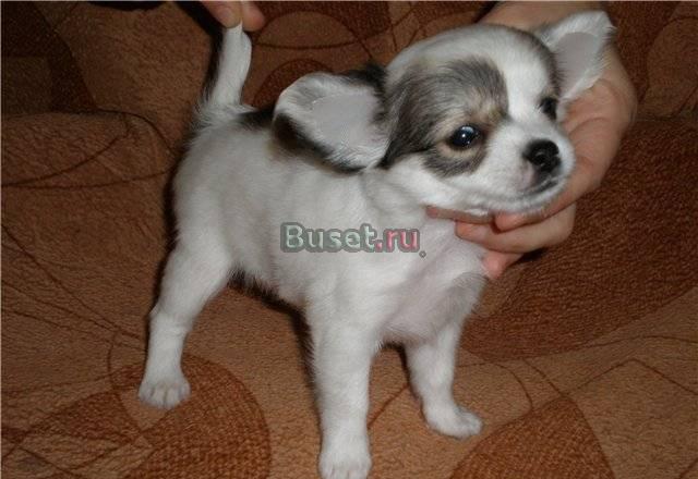 Чихуахуа дш мини мальчик Москва