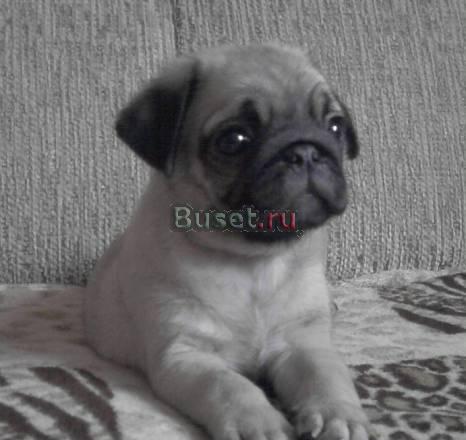 Мопсик Тольятти