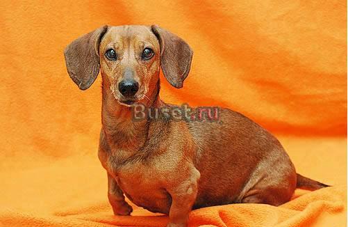 Таксы и их метисы в добрые руки Москва