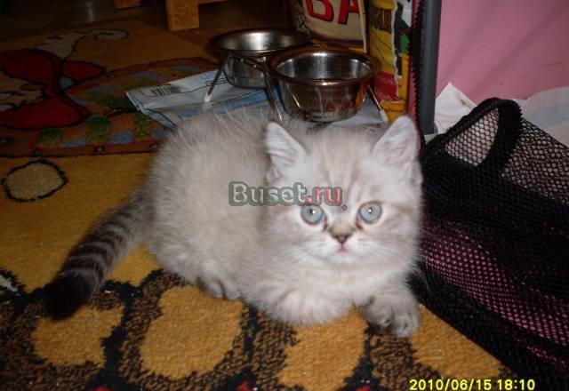 Голубоглазый экзотический тигрёнок-котёнок Ижевск