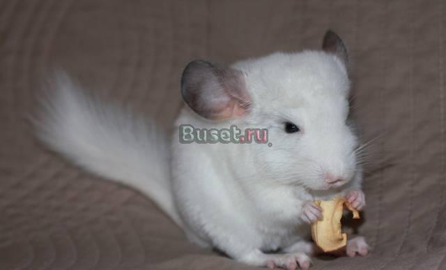 Шушка Москва