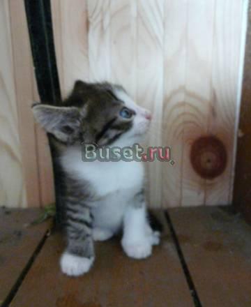 Котенок в заботливые руки Москва