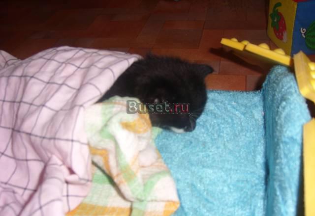 Отдам в добрые руки котенка девочку Санкт-Петербург
