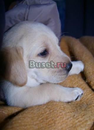 Предыдущая1 из 5Следующая + Палевые Щеночки лабр Санкт-Петербург