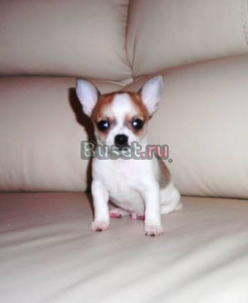 Миниатюрный  мальчик  20 06 10 г р гш РКФ Москва