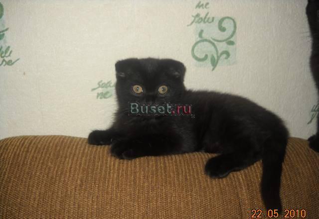 Шотландские вислоухие котятки Москва