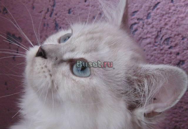 Британские котята длинношерстные (хайландер) окрас Санкт-Петербург