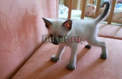 Котенок петербургский сфинкс Санкт-Петербург