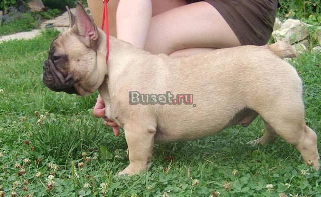 Французский бульдог.  Мальчик шоу класса Москва