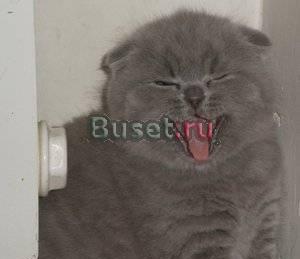 Вислоухие котята Санкт-Петербург