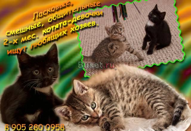 Ласковые, смешные  котята-девочки ищут дом Санкт-Петербург