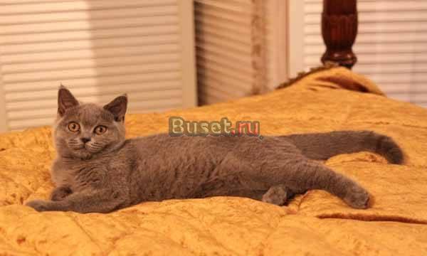 Очаровательные британские котята Москва