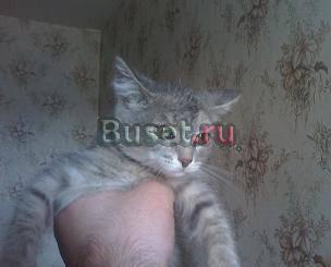 Отдам котёнка в добрые руки Красноярск