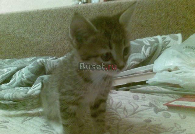 Умных котят в хорошие руки Москва