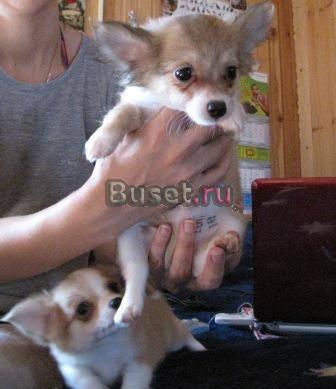 Мальчики чихуахуа Москва