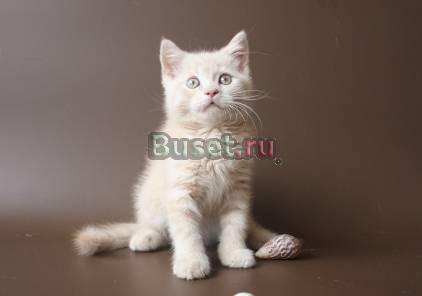 Британские котята Москва