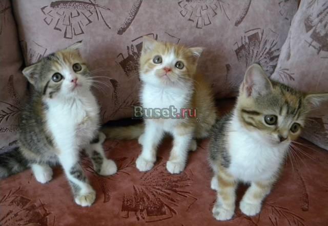 Шотландские котята Калуга
