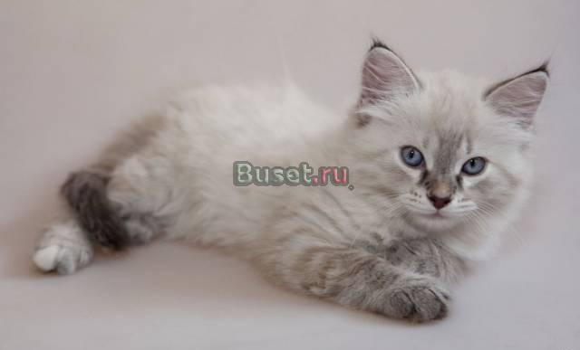 Котенок невкой маскарадной Москва