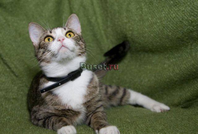 Суперласковая кошечка в дар Москва