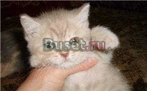 Британские и вислоухие кошечки и котики Москва