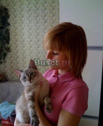 Сиамские котята Нахабино