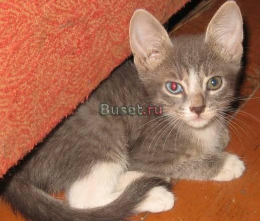 Отдам в добрые руки очаровательных котят Нижний Новгород