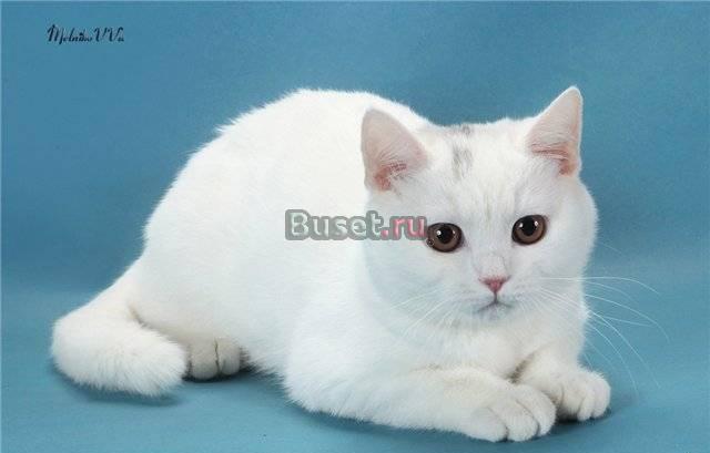 Британские котята Самара