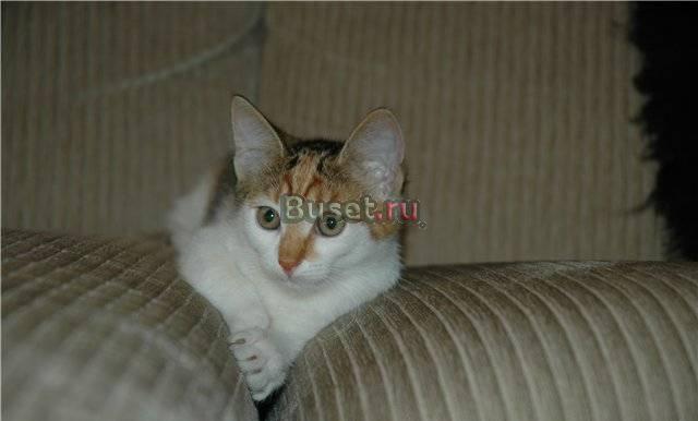 Котенок-девочка Маруся 3,5 мес в добрые руки Москва