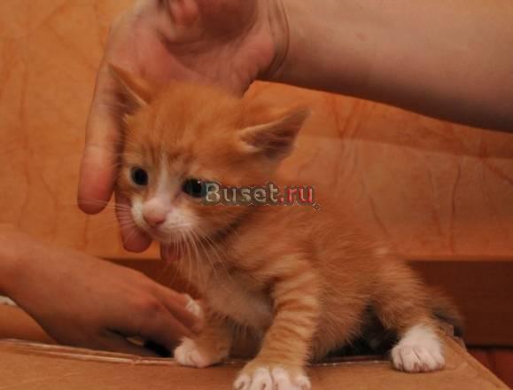 Отдаются котята очаровашки 1 месяц Санкт-Петербург