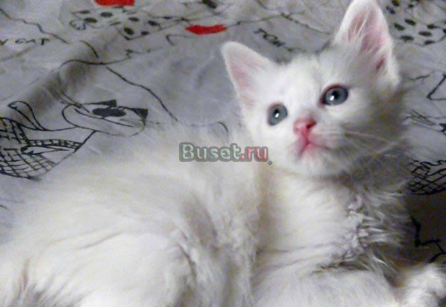 Милые котята)Крохи ждут родителей Санкт-Петербург