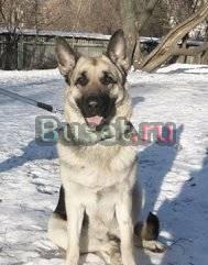 Щенок восточноевропейской овчарки, девочка Москва