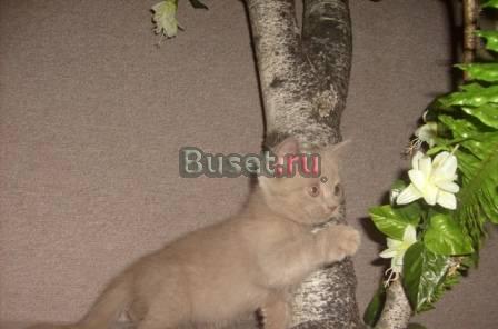 Шотландские котятаМальчики Москва