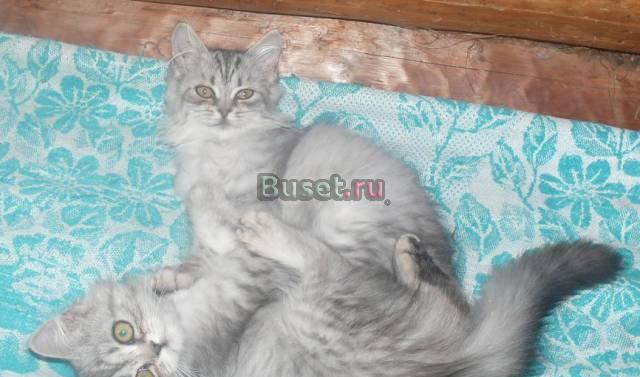 Продаются привитые сибирские котята Санкт-Петербург