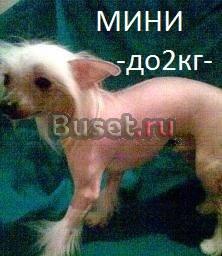 Китайская хохлатая(голая)-мини Москва