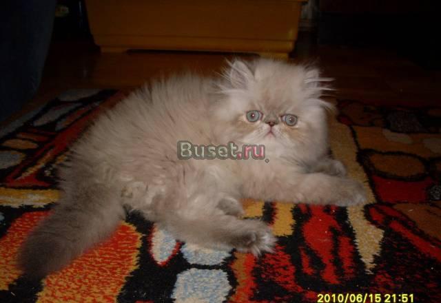 Персидский  голубоглазый  гималайский  котик Ижевск